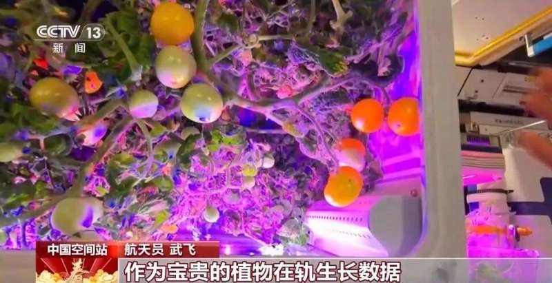  太空菜园樱桃番茄喜获丰收，中国航天员十年耕耘结硕果；气雾培养技术攻克微重力难题，绿色梦想照亮深空之路。 新闻 太空菜园樱桃番茄喜获丰收，中国航天员十年耕耘结硕果；气雾培养技术攻克微重力难题，绿色梦想照亮深空之路。 新闻 太空菜园樱桃番茄喜获丰收，中国航天员十年耕耘结硕果；气雾培养技术攻克微重力难题，绿色梦想照亮深空之路。 新闻 太空菜园樱桃番茄喜获丰收，中国航天员十年耕耘结硕果；气雾培养技术攻克微重力难题，绿色梦想照亮深空之路。 新闻 太空菜园樱桃番茄喜获丰收，中国航天员十年耕耘结硕果；气雾培养技术攻克微重力难题，绿色梦想照亮深空之路。 新闻 太空菜园樱桃番茄喜获丰收，中国航天员十年耕耘结硕果；气雾培养技术攻克微重力难题，绿色梦想照亮深空之路。 新闻