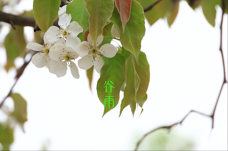 谷雨节气农谚的科学解码:雨生百谷背后的气象逻辑 文化旅游 谷雨节气农谚的科学解码:雨生百谷背后的气象逻辑 文化旅游