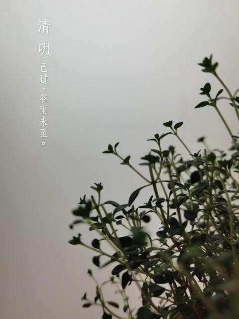 谷雨节气农谚的科学解码:雨生百谷背后的气象逻辑 文化旅游 谷雨节气农谚的科学解码:雨生百谷背后的气象逻辑 文化旅游